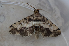 Nacoleia amphicedalis