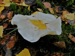 Tricholoma album