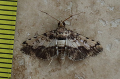 Nacoleia amphicedalis