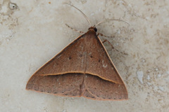 Epidesmia chilonaria