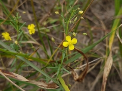 Scoparia montevidensis