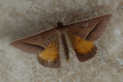 Epidesmia chilonaria