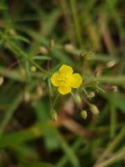 Scoparia montevidensis