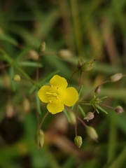 Scoparia montevidensis