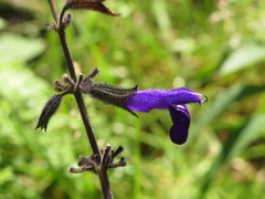 Salvia amethystina