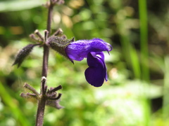 Salvia amethystina