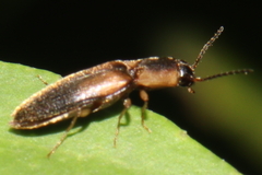 Elaterinae