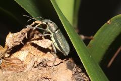 Naupactus auricinctus