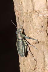 Naupactus auricinctus