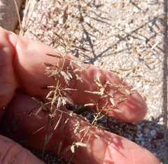 Eragrostis barrelieri