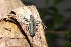 Naupactus auricinctus