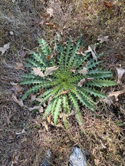 Cirsium horridulum