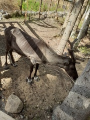 Rangifer tarandus domesticus