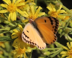 Colotis fausta