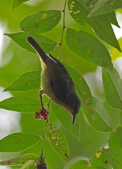 Chalcoparia singalensis