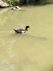 Anas platyrhynchos × Cairina moschata