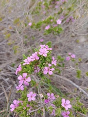 Acmadenia obtusata
