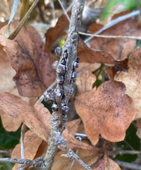 Disholcaspis eldoradensis