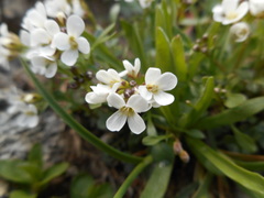 Cardamine resedifolia