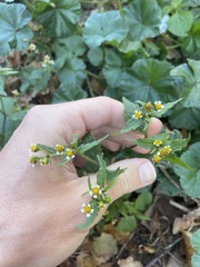 Galinsoga quadriradiata