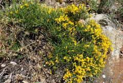 Genista desoleana