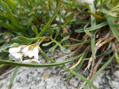 Cardamine resedifolia