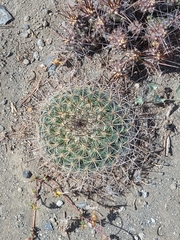 Mammillaria discolor