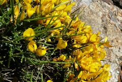 Genista desoleana