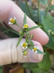 Galinsoga quadriradiata