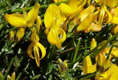 Genista desoleana