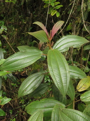 Miconia cataractae