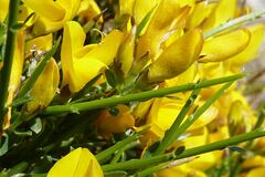 Genista desoleana