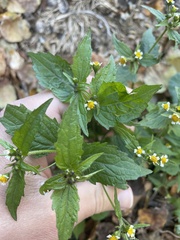 Galinsoga quadriradiata