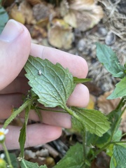 Galinsoga quadriradiata