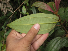 Miconia cataractae