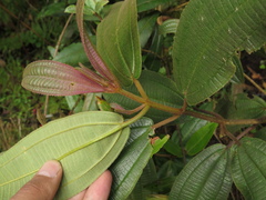 Miconia cataractae