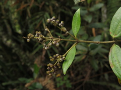 Miconia squamulosa