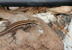Gallotia caesaris gomerae
