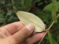 Miconia squamulosa
