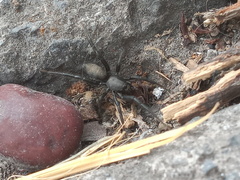 Zelotes