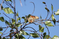 Danaus plexippus plexippus