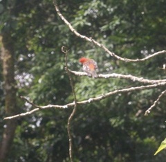 Piranga bidentata