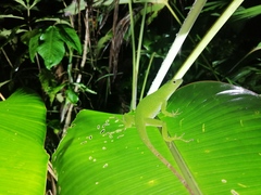 Anolis biporcatus