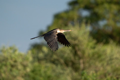 Anhinga rufa