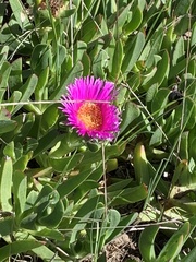 Carpobrotus