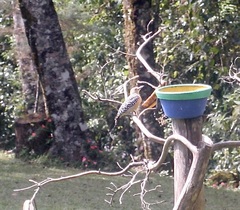 Melanerpes hoffmannii