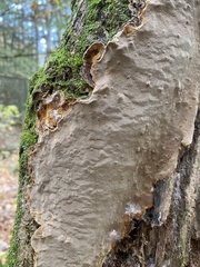 Fomitiporia punctata