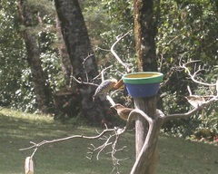 Melanerpes hoffmannii