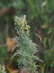 Artemisia pontica