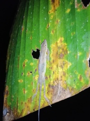 Anolis